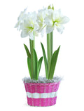 Breath of Spring Basket – 2 White Amaryllis