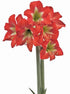 Bright Spark® Sonatini Amaryllis - 18-22 cm bulb