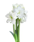 Alfresco® Sonata Amaryllis - 3-Pack