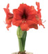 Gold Medal® Symphony Amaryllis - 26-28 cm bulb