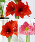 Amaryllis 3-Pack: Pink/Red/Red