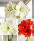 Amaryllis 3-Pack: Red/White/White