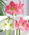 Amaryllis 3-Pack: White/Pink/Pink