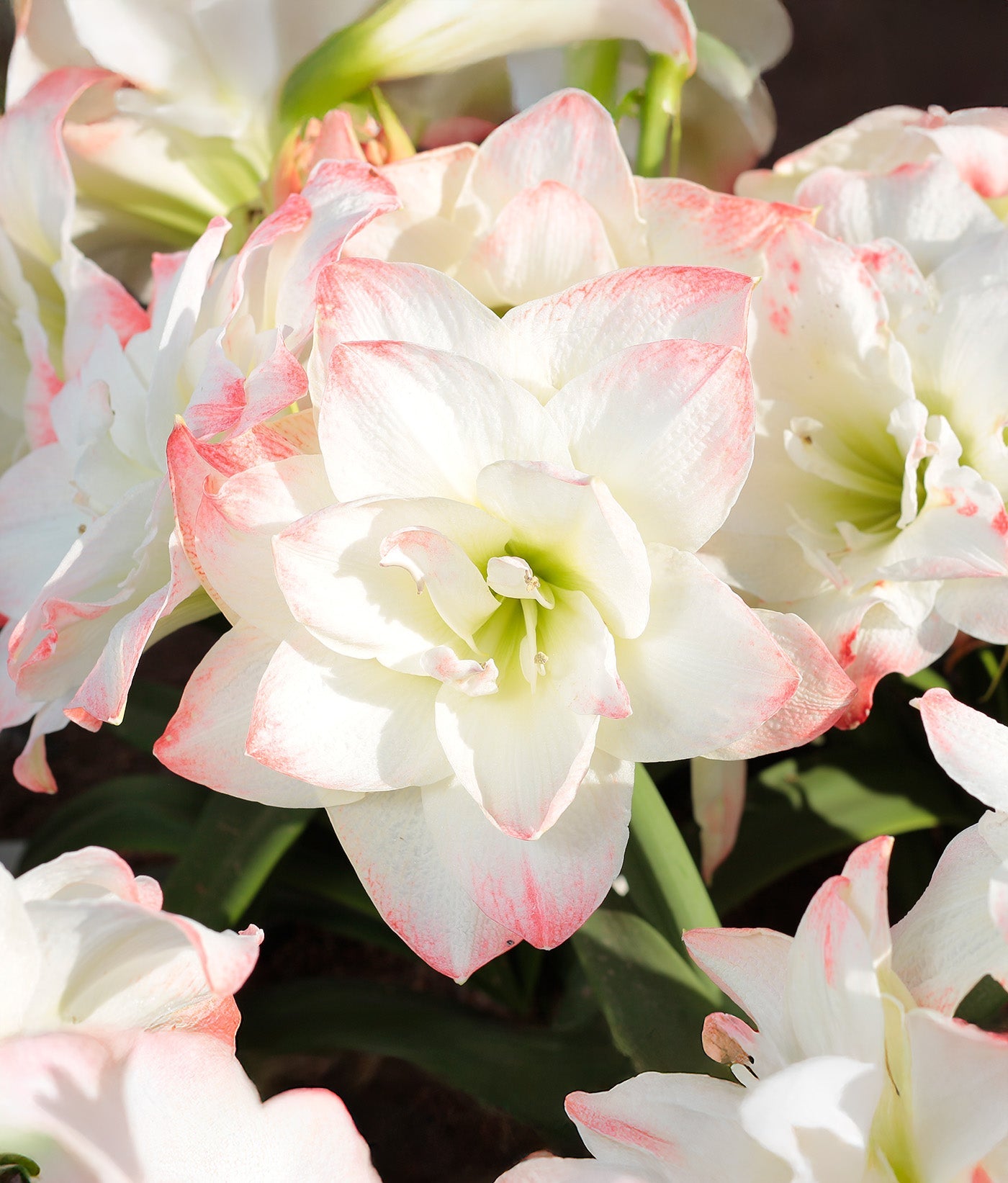 Amadeus Amaryllis - 28-32 cm bulb