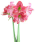 Amalfi® Sonata Amaryllis - 20-24 cm bulb