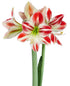 Ambiance Amaryllis - 22-26 cm bulb