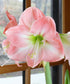 apple-blossom-amaryllis-1-bulb