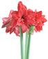 Ballerina® Sonatini Amaryllis