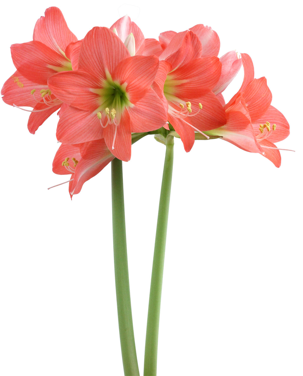 Belladonna® Sonatini Amaryllis
