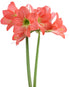 Belladonna® Sonatini Amaryllis - 20-22 cm bulb