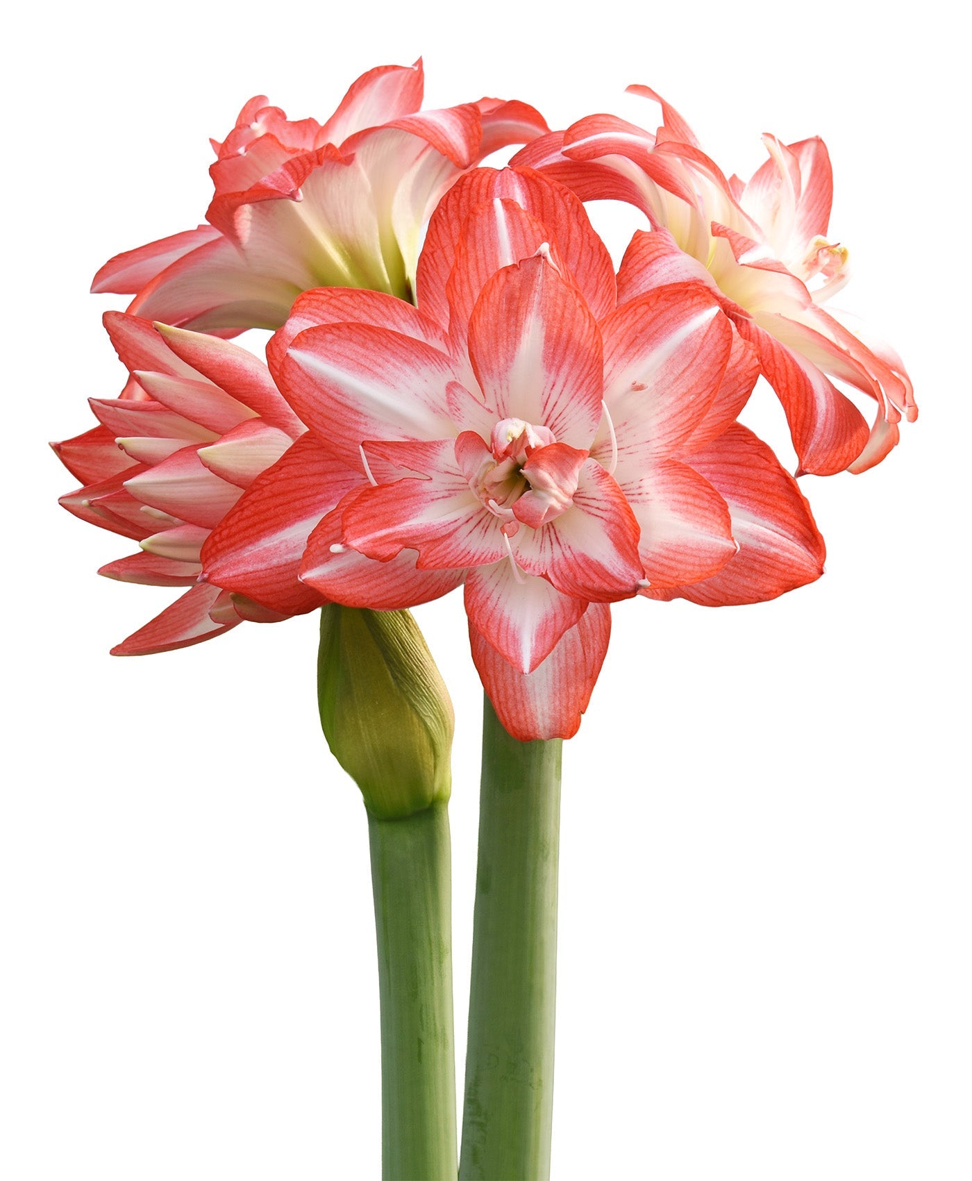 Blossom Peacock Amaryllis - 28-32 cm bulb