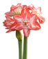 Blossom Peacock Amaryllis - 28-32 cm bulb