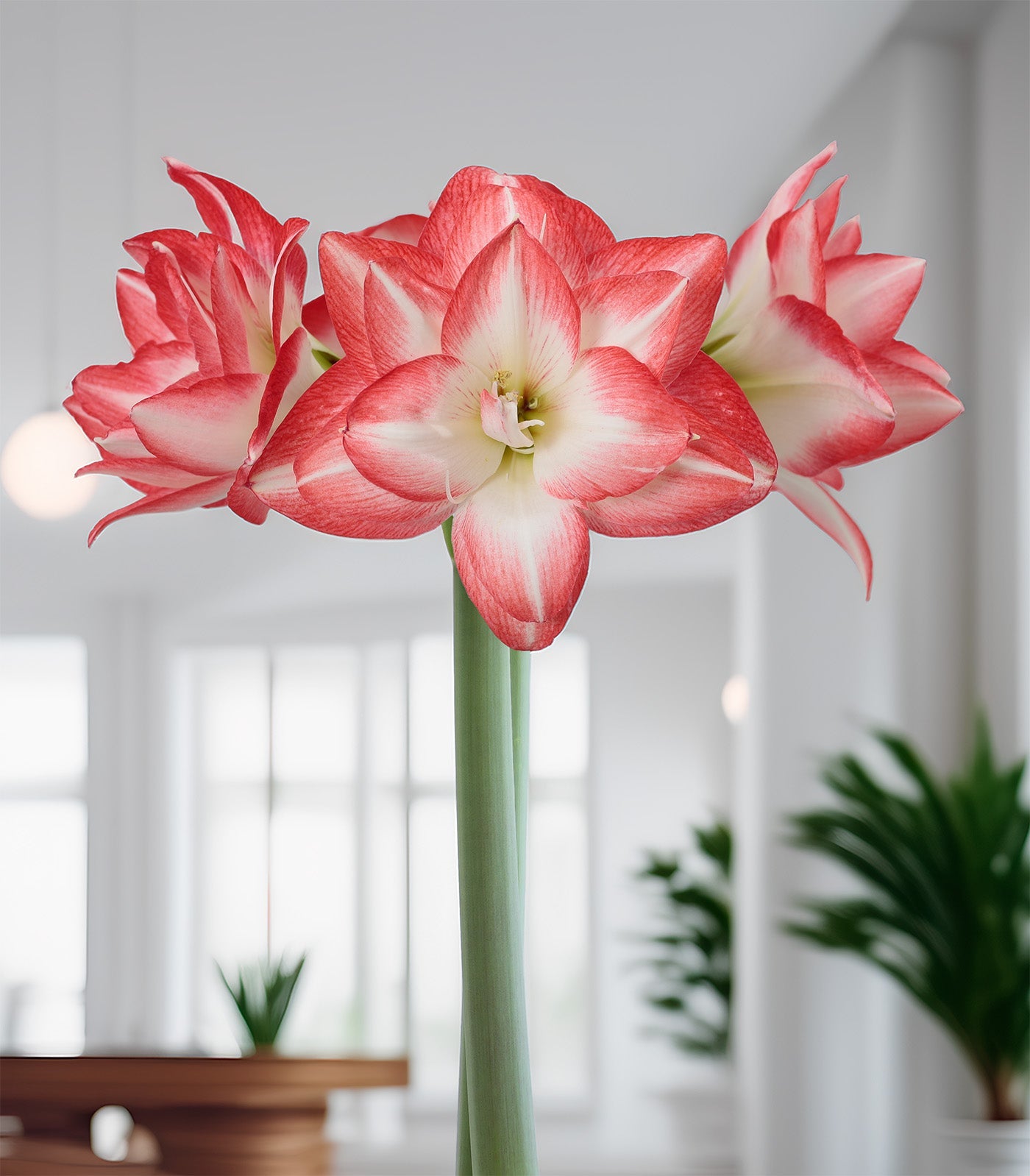 Blossom Peacock Amaryllis - 28-32 cm bulb