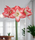 Blossom Peacock Amaryllis - 28-32 cm bulb