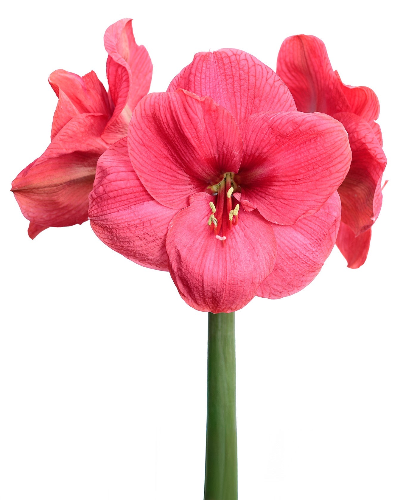 Bolero Amaryllis - 28-32 cm bulb