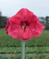 Bolero Amaryllis - 28-32 cm bulb