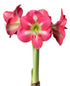 Cape Horn Amaryllis - 28-32 cm bulb