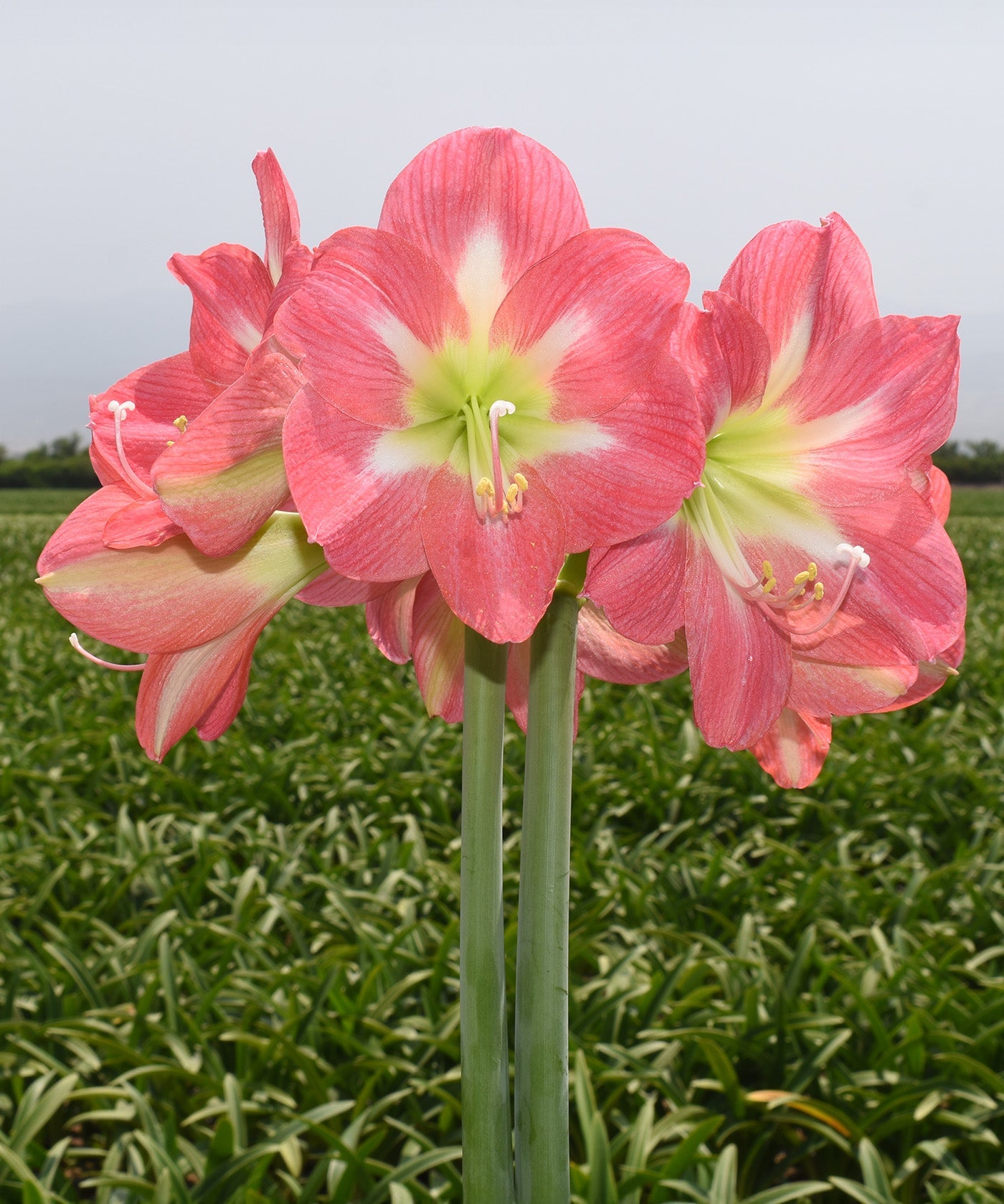 Cape Horn Amaryllis - 28-32 cm bulb