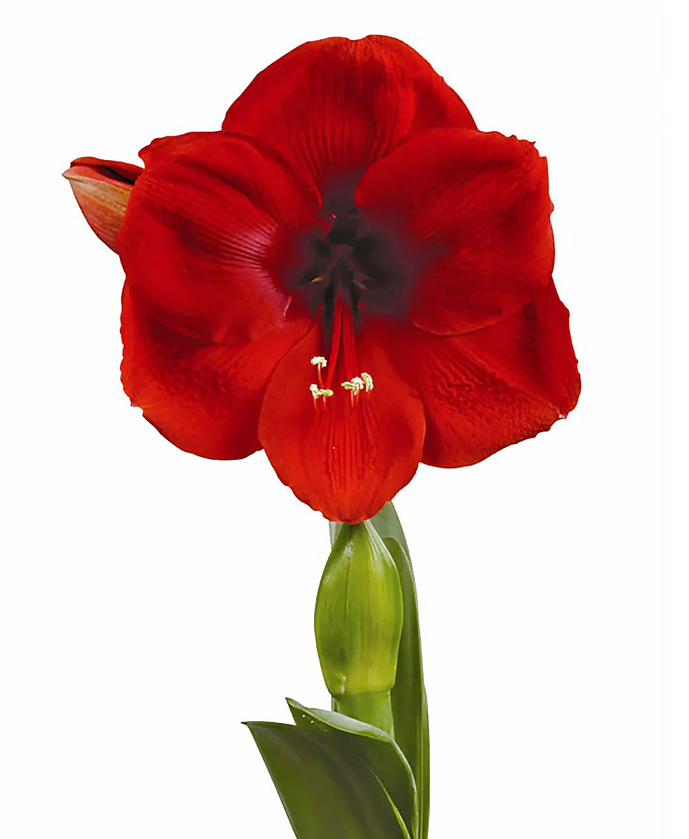 Cayenne Symphony Amaryllis - 24-28 cm bulb