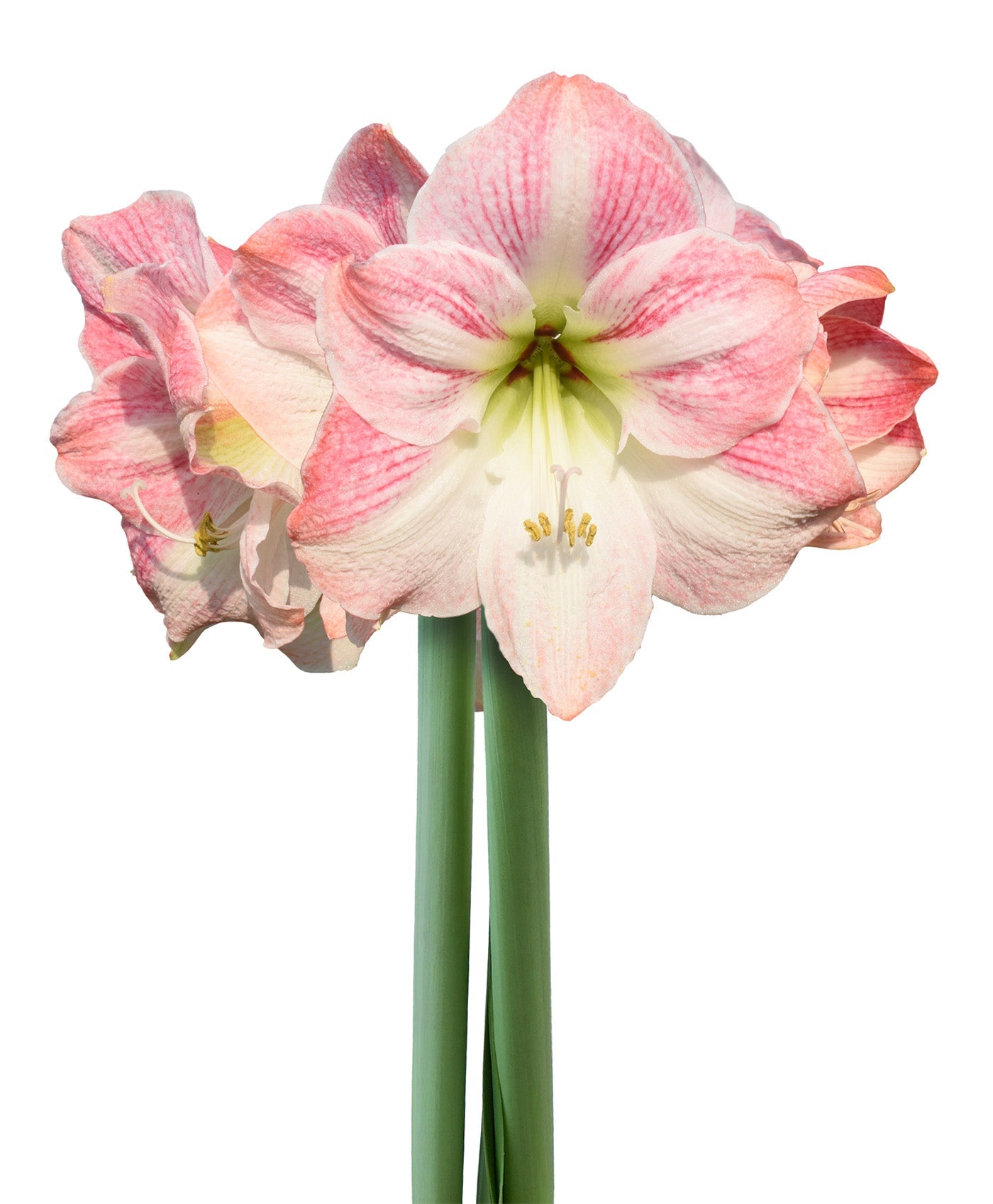 Cherry Blossom Amaryllis - 28-32 cm bulb