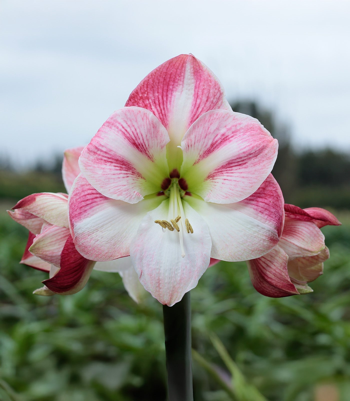 Cherry Blossom Amaryllis - 28-32 cm bulb