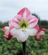 Cherry Blossom Amaryllis - 28-32 cm bulb