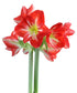 Cocktail® Symphony Amaryllis
