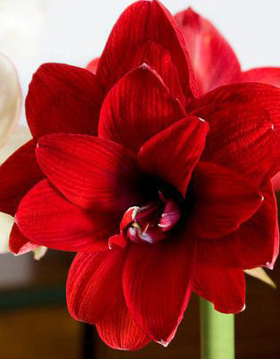 double-dragon-amaryllis-bulb