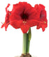 Double Six® Symphony Amaryllis