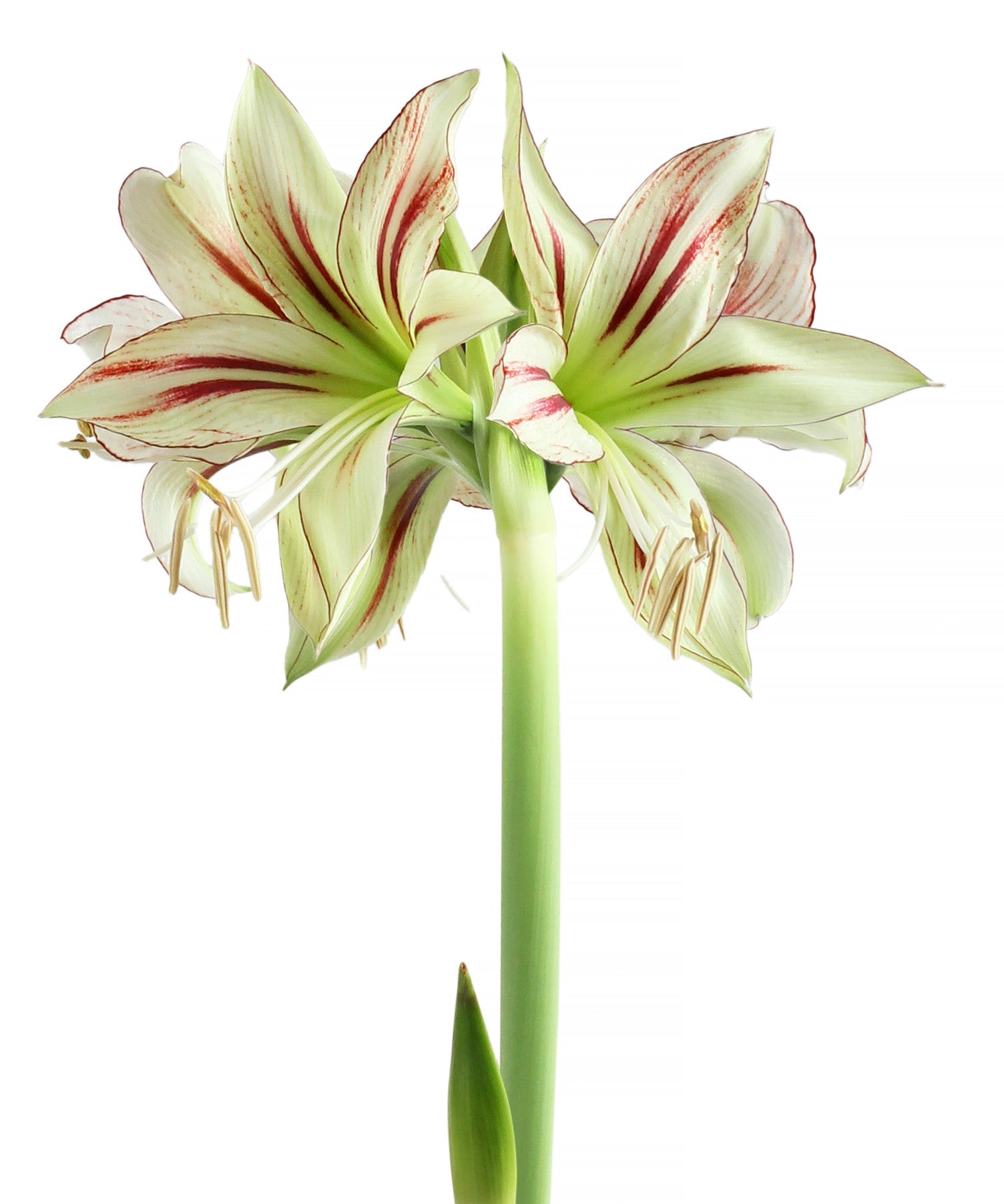 Dragonfly® Sonatini Amaryllis - 18-22 cm bulb