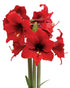 Fire Dancer® Sonatini Amaryllis - 16-20 cm bulb