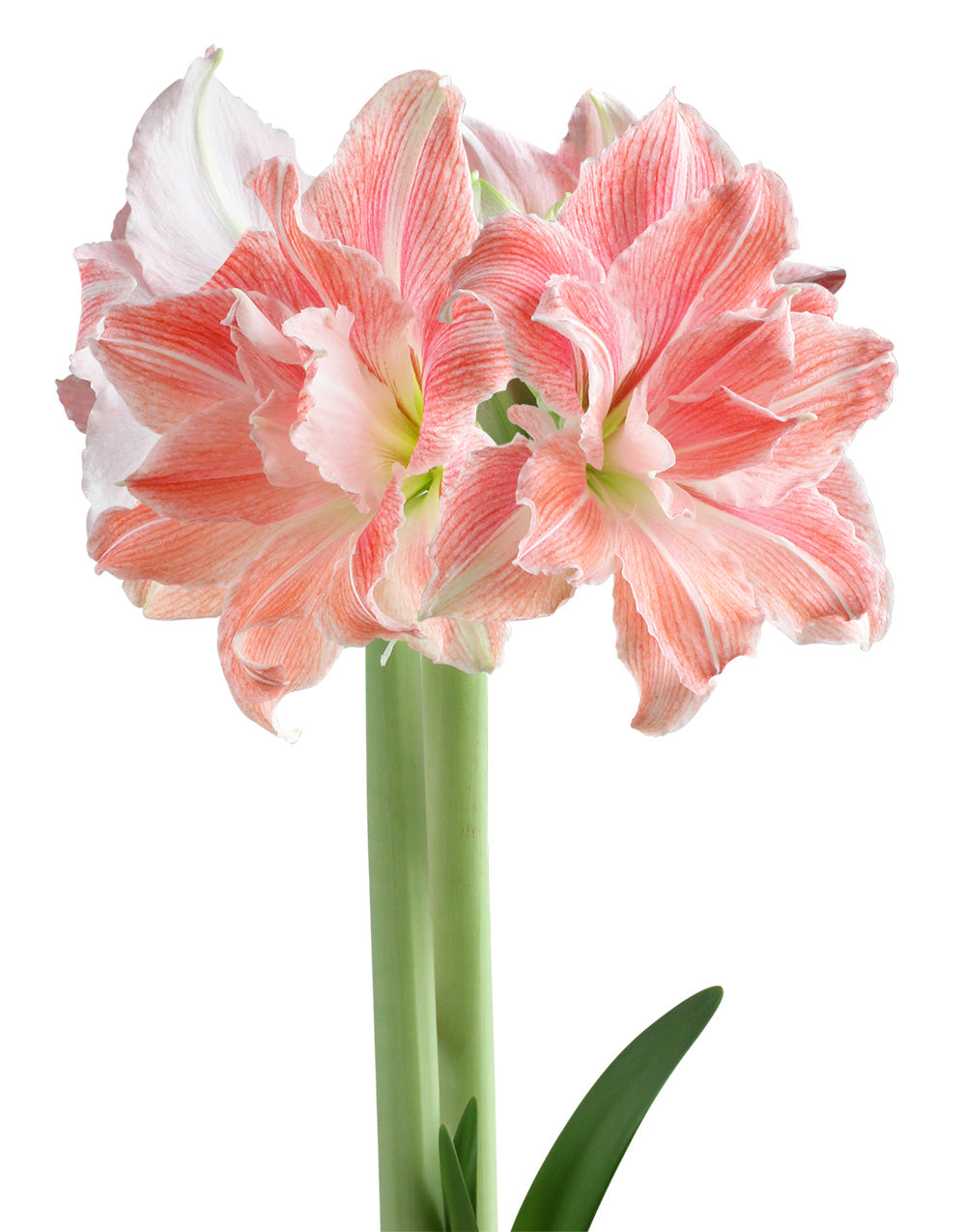 First Love® Symphony Amaryllis