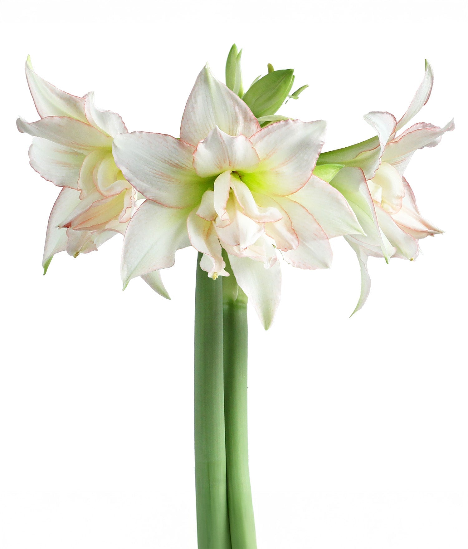 Harlequin® Sonata Amaryllis