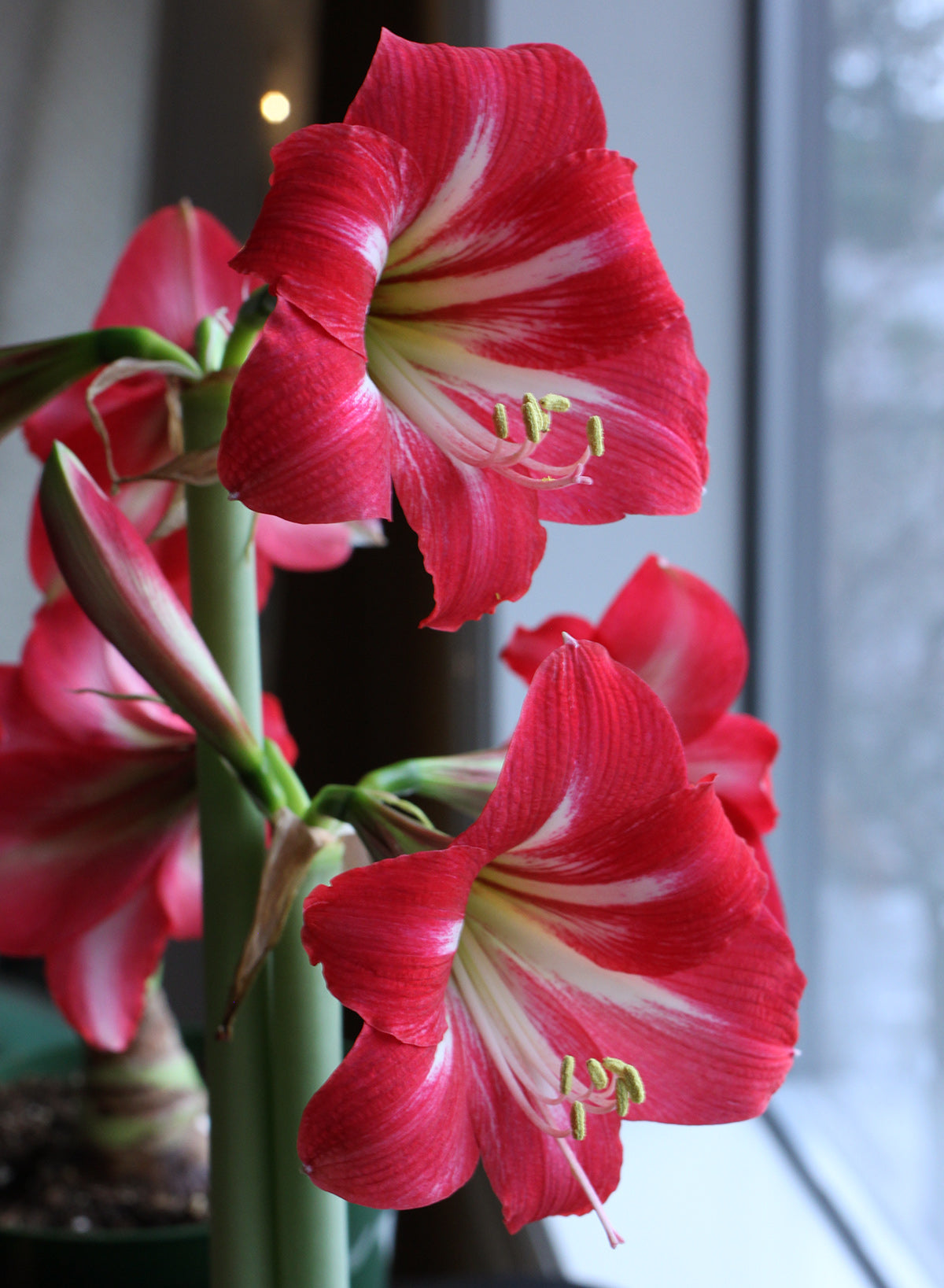 hot_lips_amaryllis_-_1_bulb