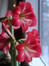 hot_lips_amaryllis_-_1_bulb