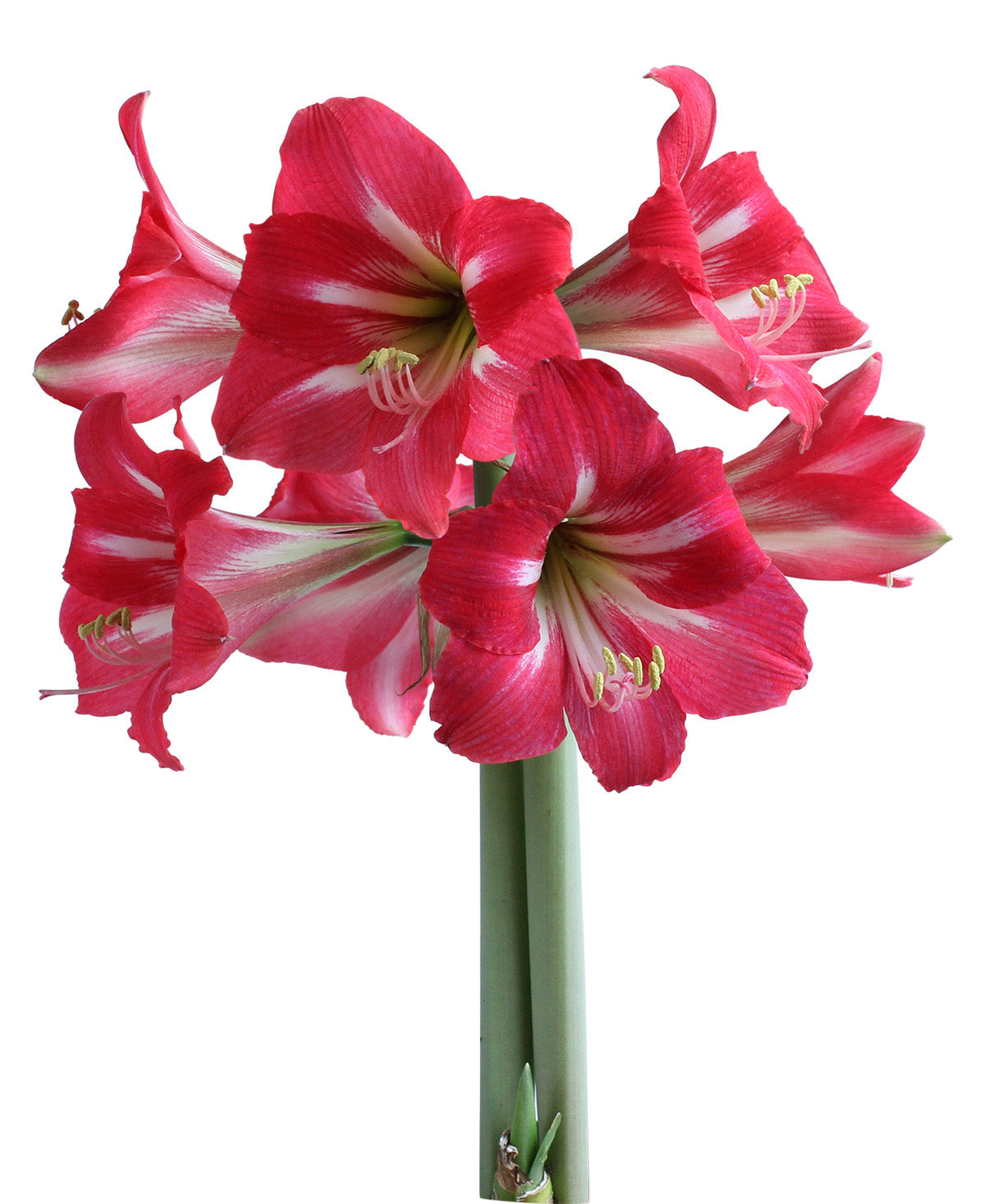 Hot Lips® Sonatini Amaryllis - 16-20 cm bulb