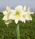 Lemon Star Amaryllis - 28-32 cm bulb