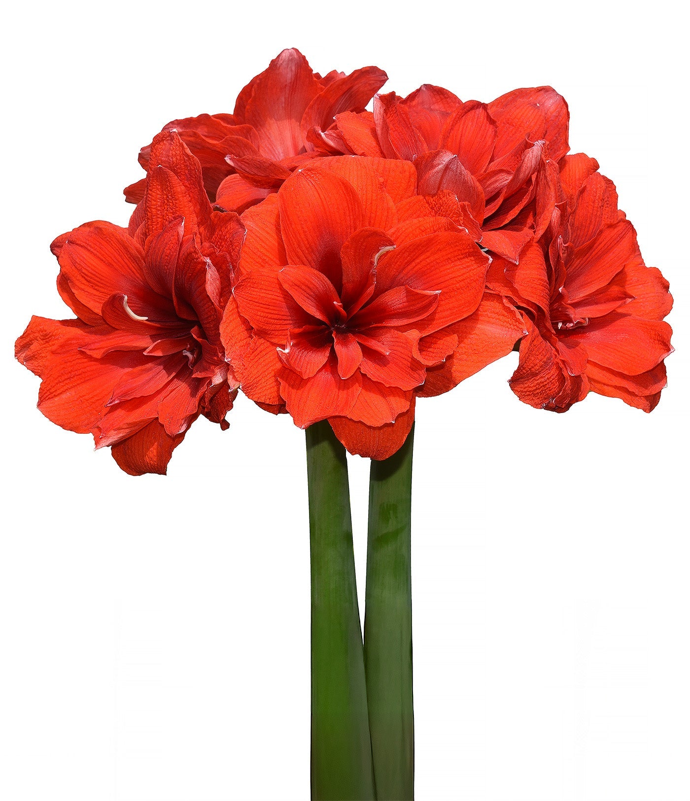 Malaga Amaryllis - 28-32 cm bulb