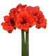 Malaga Amaryllis - 28-32 cm bulb