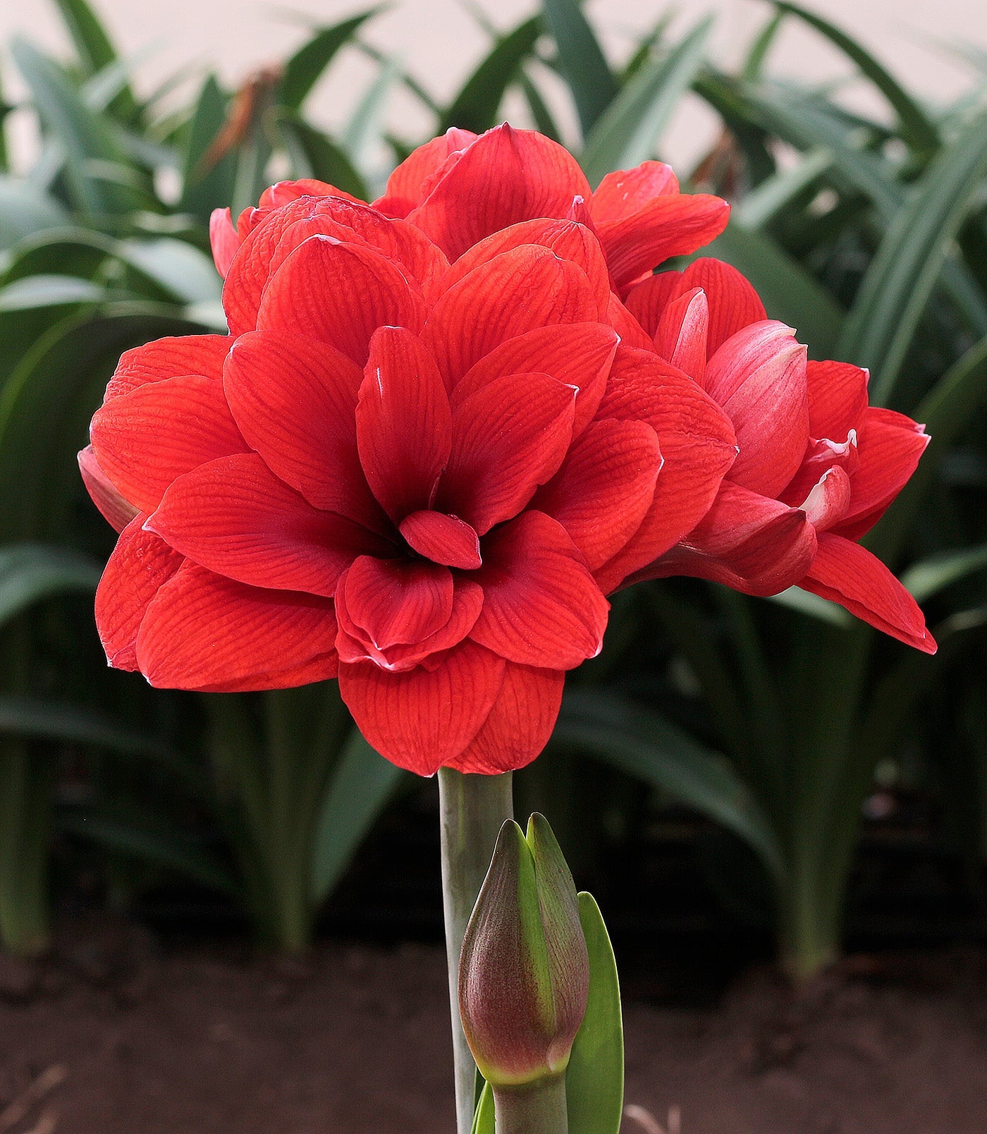 Malaga Amaryllis - 28-32 cm bulb