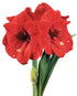 Merry Christmas® Symphony Amaryllis - 26-28 cm bulb