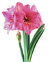 Milady Symphony Amaryllis - 22-28 cm bulb