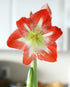 minerva-amaryllis-26-28-cm-bulb