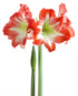 Minerva Amaryllis - 26-28 cm bulb