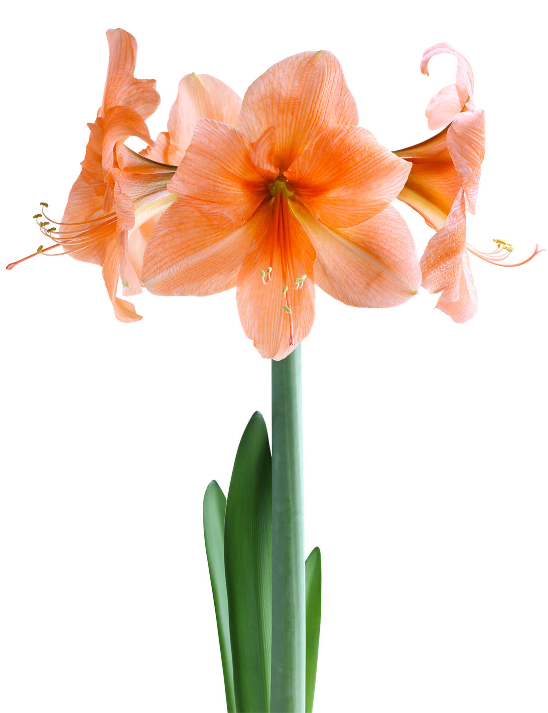 Naranja Amaryllis - 22-26 cm bulb