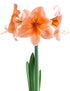 Naranja Amaryllis - 22-26 cm bulb