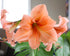 naranja-amaryllis-bulb