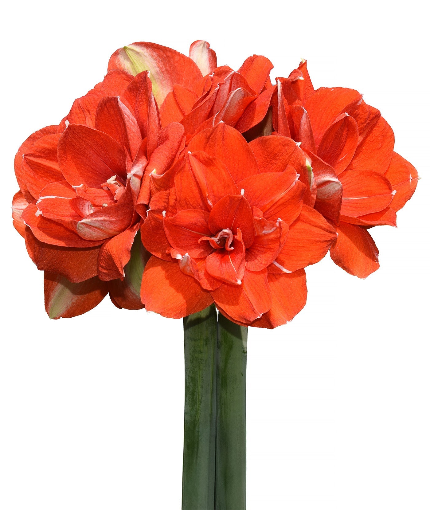 Nyora Amaryllis - 28-32 cm bulb