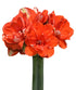 Nyora Amaryllis - 28-32 cm bulb