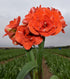 Nyora Amaryllis - 28-32 cm bulb